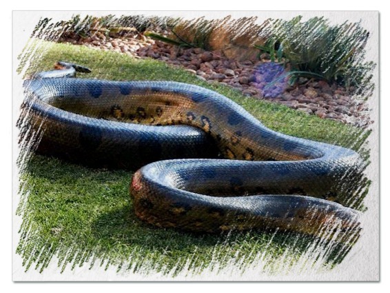 Большой змей во сне