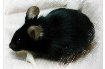 Черная мышь во сне