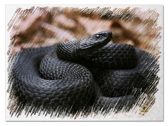 Черная змея во сне