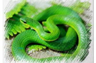 Зеленая змея во сне